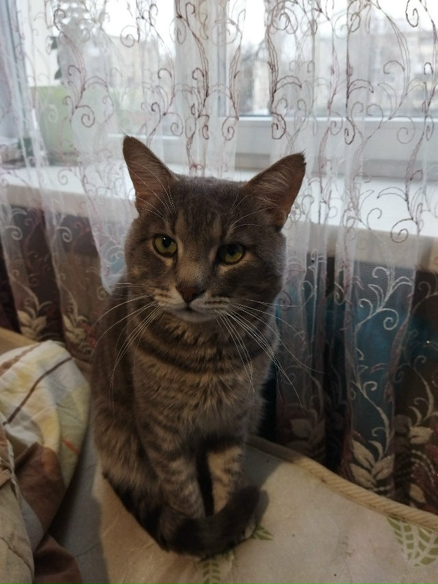 Пропала кошка в Пскове — фото объявления