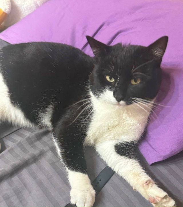 Пропала кошка в Пскове — фото объявления