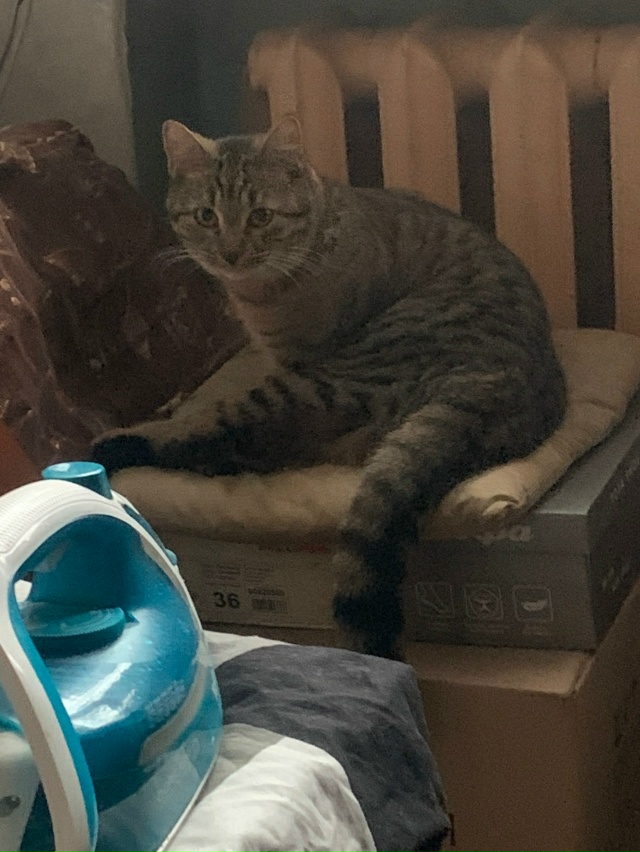 Пропала кошка в Пскове — фото объявления