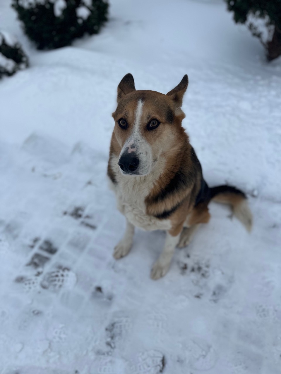 Пропала собака в Пскове — фото объявления