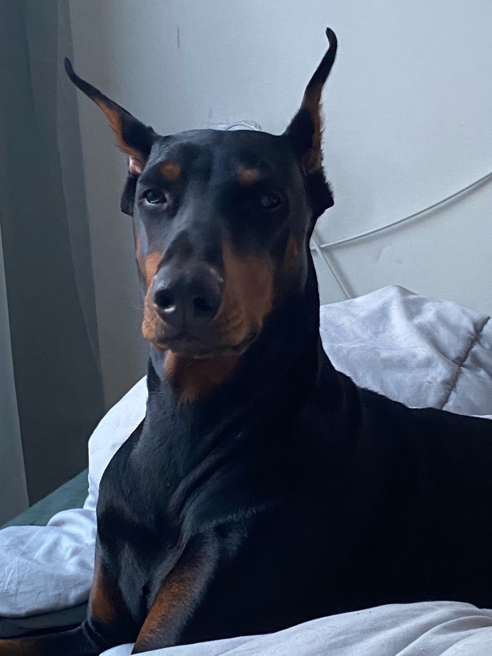 Пропала собака в Пскове — фото объявления