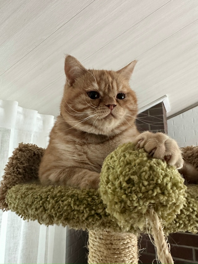 Пропала собака в Пскове — фото объявления