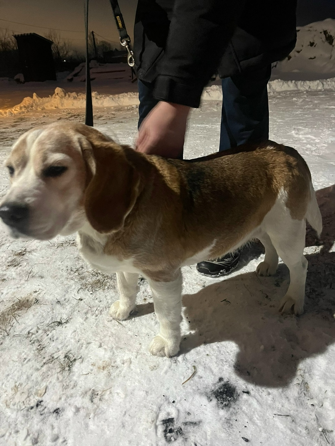 Найдена собака в Пскове — фото объявления