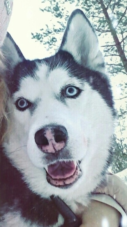 Пропала собака в Пскове — фото объявления