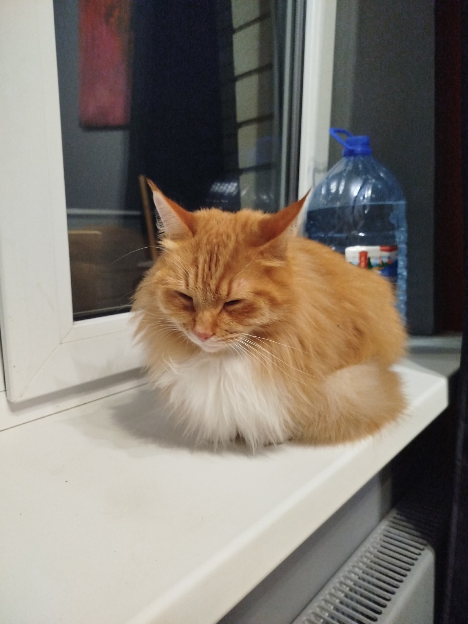 Найдена кошка в Пскове — фото объявления