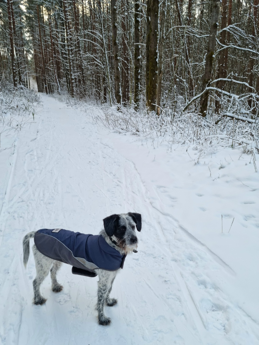 Пропала собака в Пскове — фото объявления