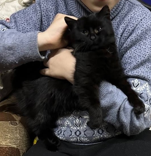 Найдена собака в Пскове — фото объявления