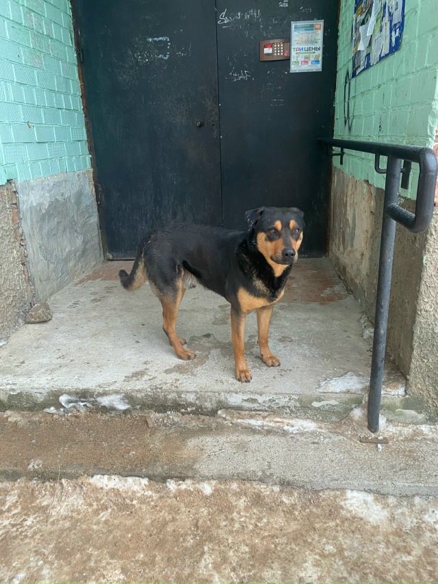 Пропала собака в Пскове — фото объявления