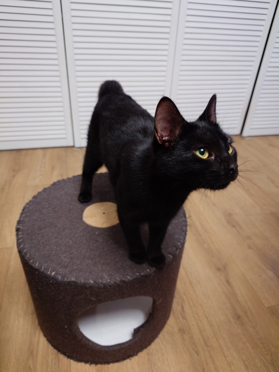 Найдена кошка в Пскове — фото объявления