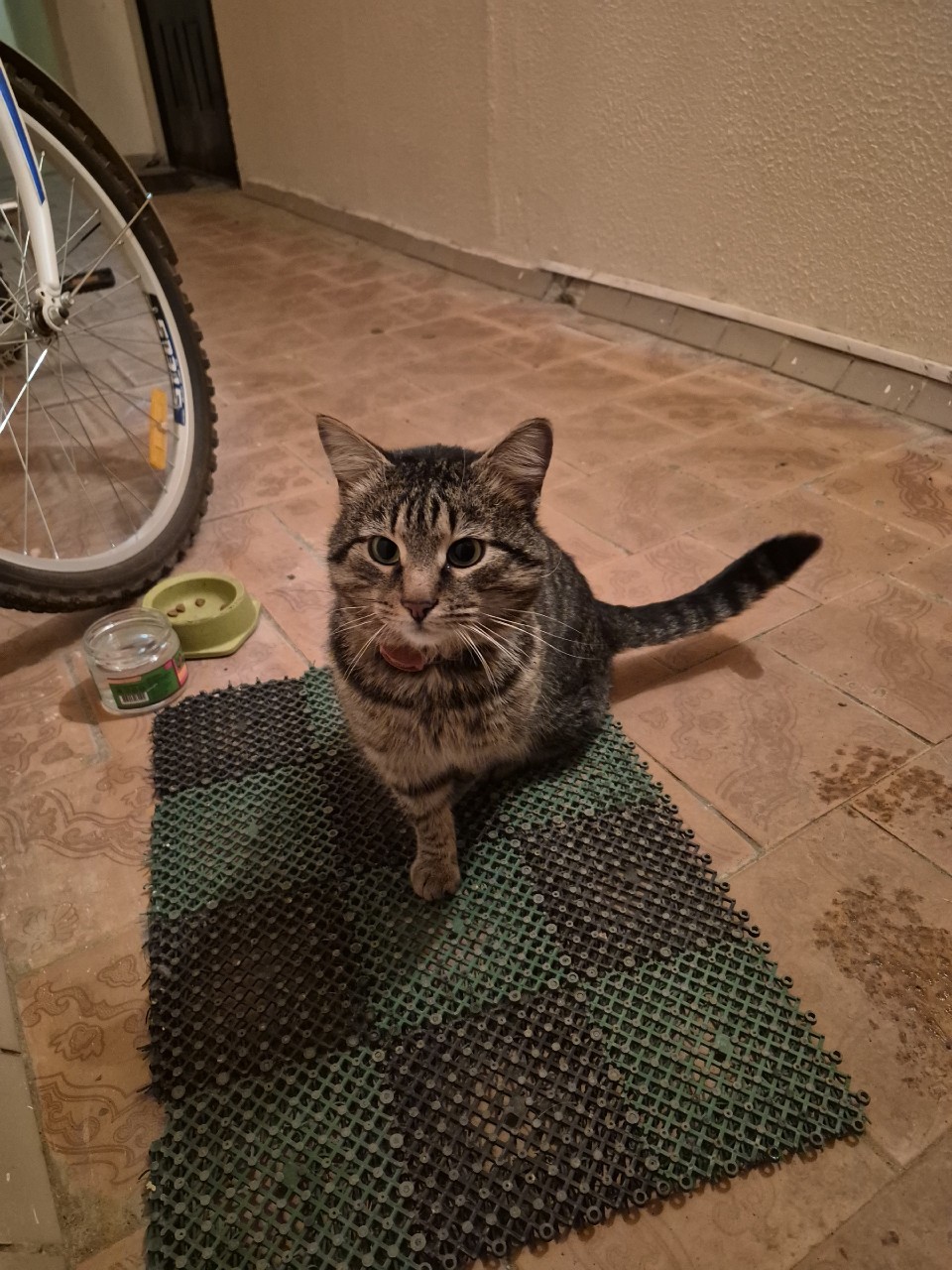 Найдена кошка в Пскове — фото объявления