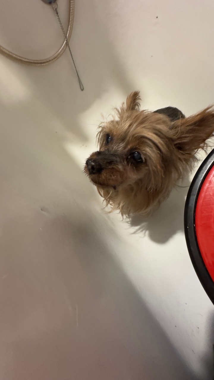 Найдена собака в Пскове — фото объявления