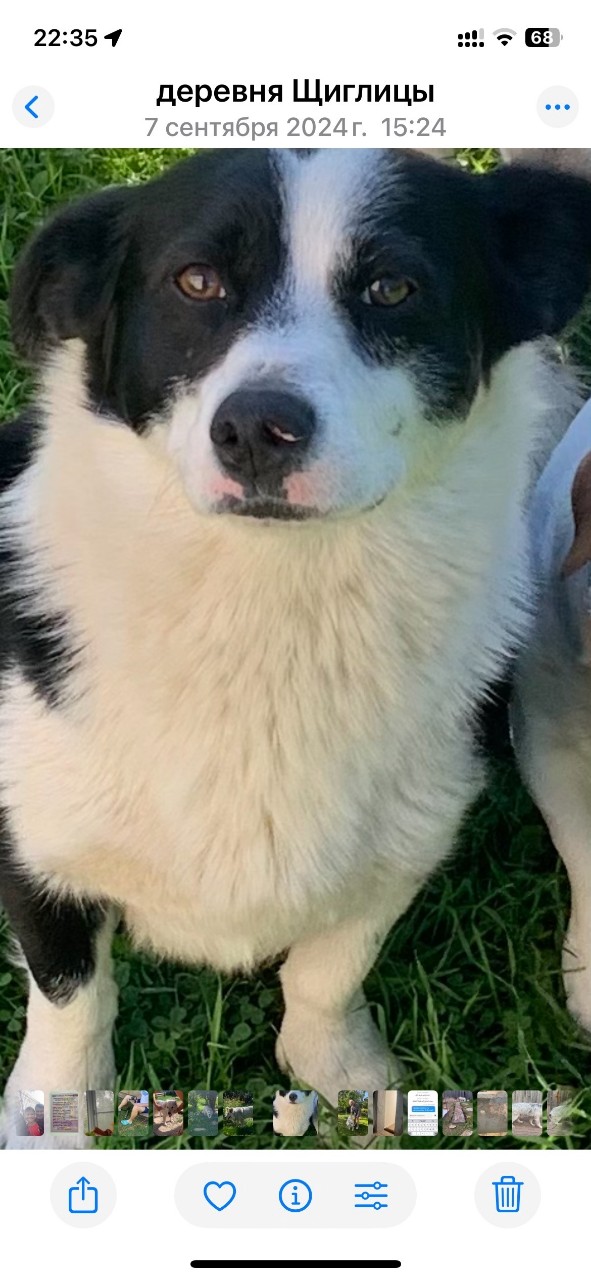 Пропала собака в Пскове — фото объявления