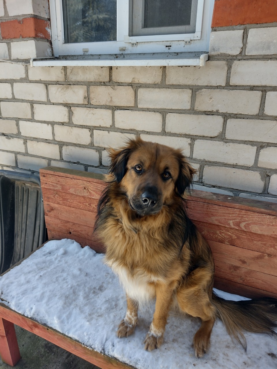 Пропала собака в Пскове — фото объявления