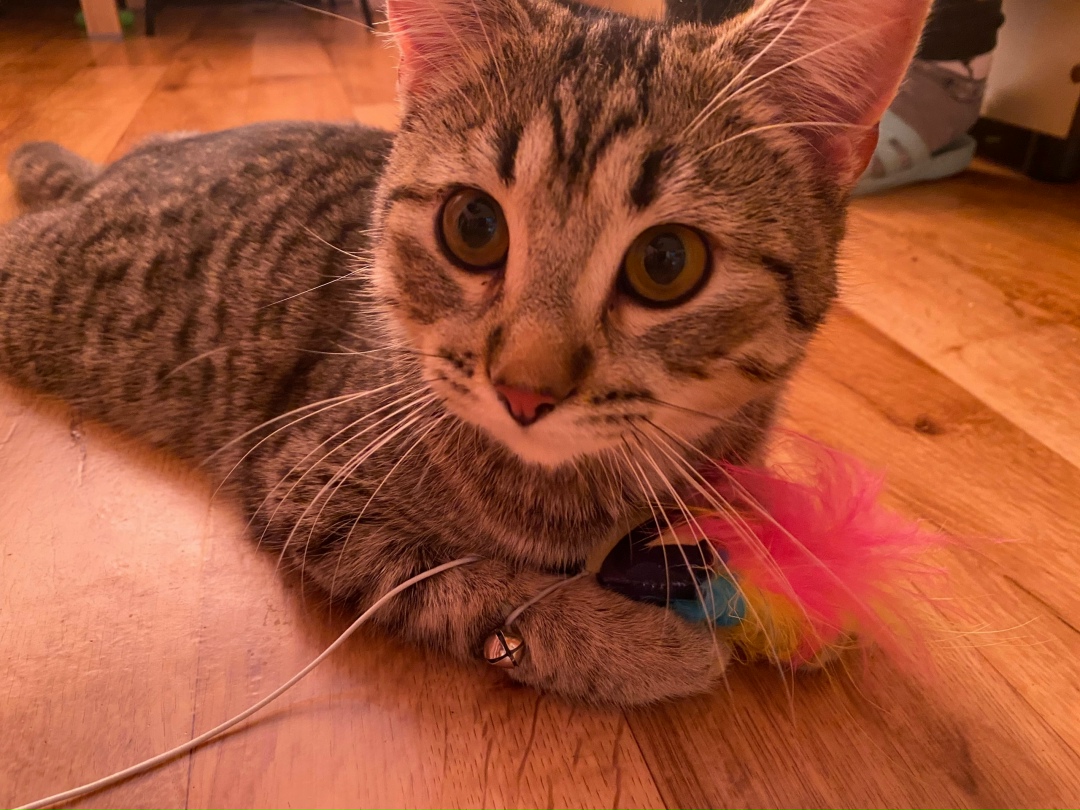 Найдена кошка в Пскове — фото объявления