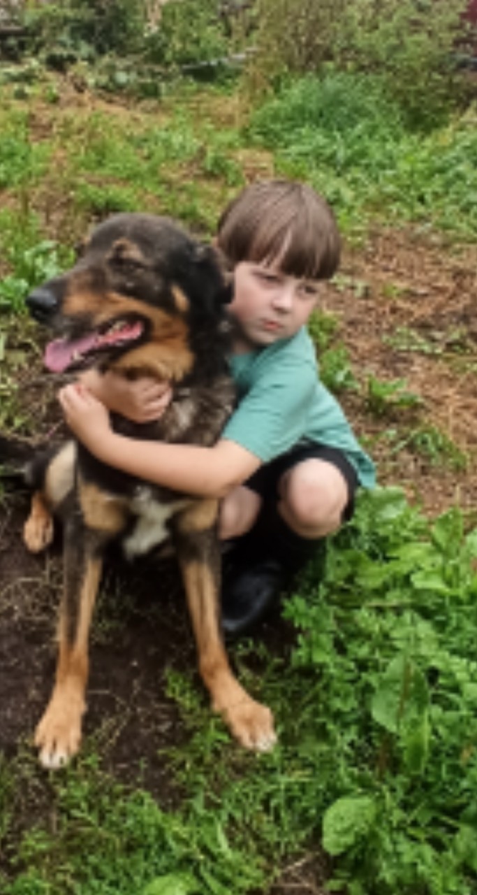 Пропала собака в Пскове — фото объявления