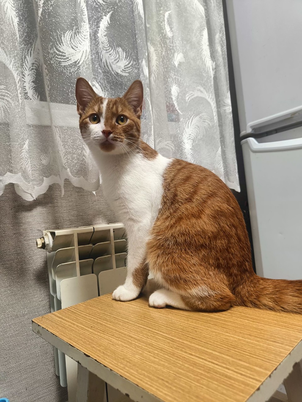 Пропала кошка в Пскове — фото объявления