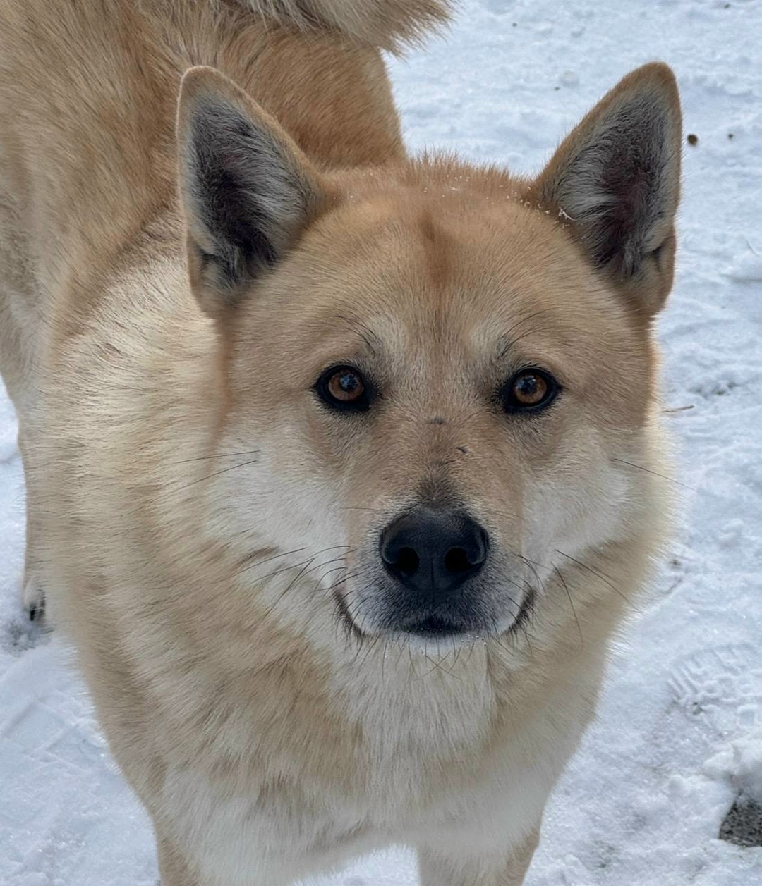 Пропала собака в Пскове — фото объявления