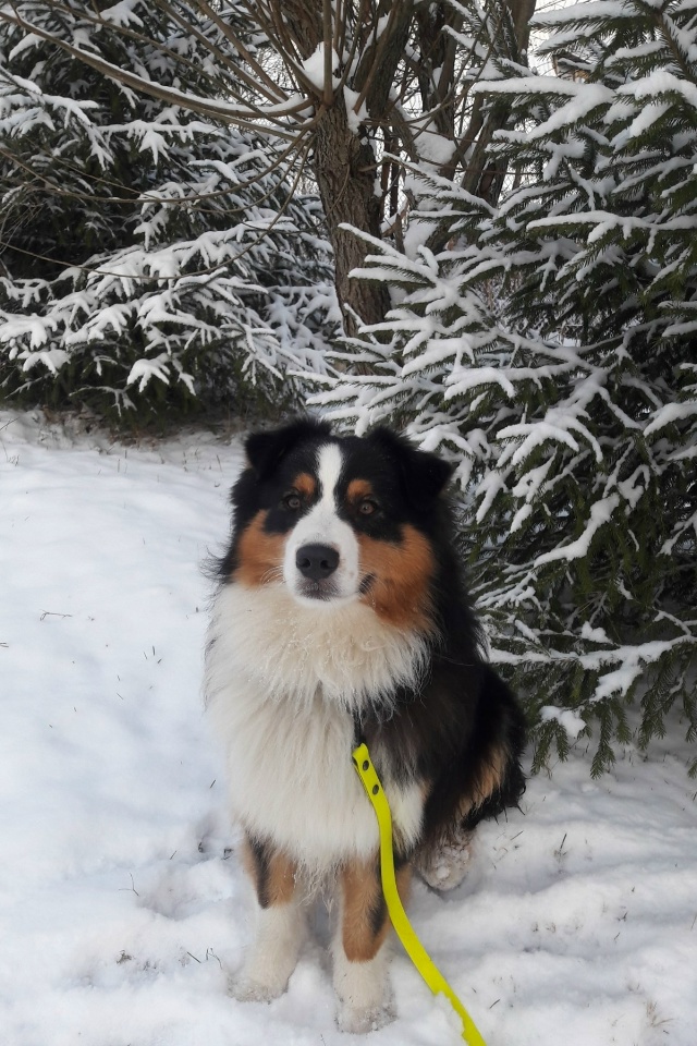 Пропала собака в Пскове — фото объявления