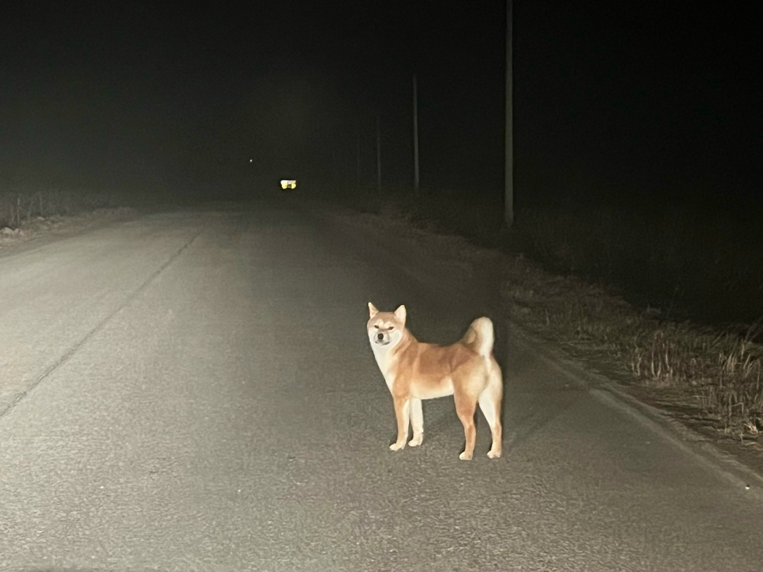 Пропала собака в Пскове — фото объявления