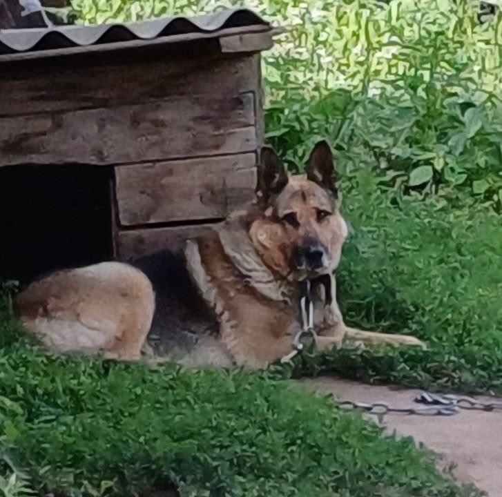 Пропала собака в Пскове — фото объявления