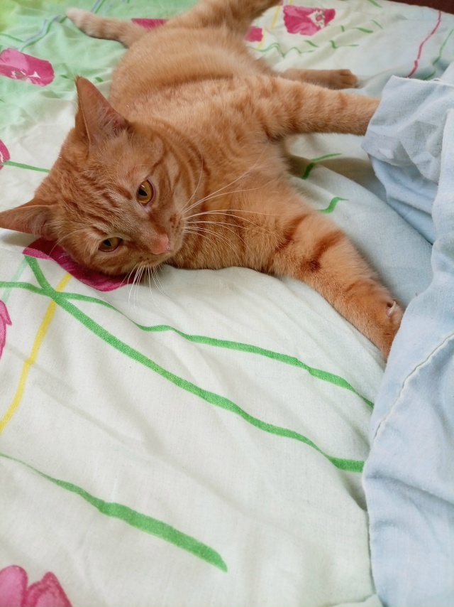 Пропала кошка в Пскове — фото объявления