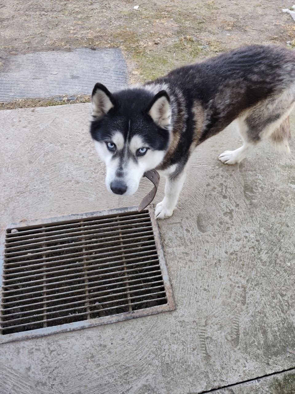 Пропала собака в Пскове — фото объявления