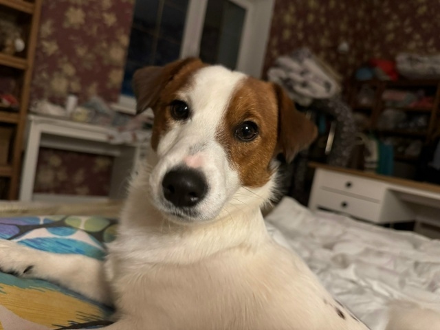 Пропала собака в Пскове — фото объявления