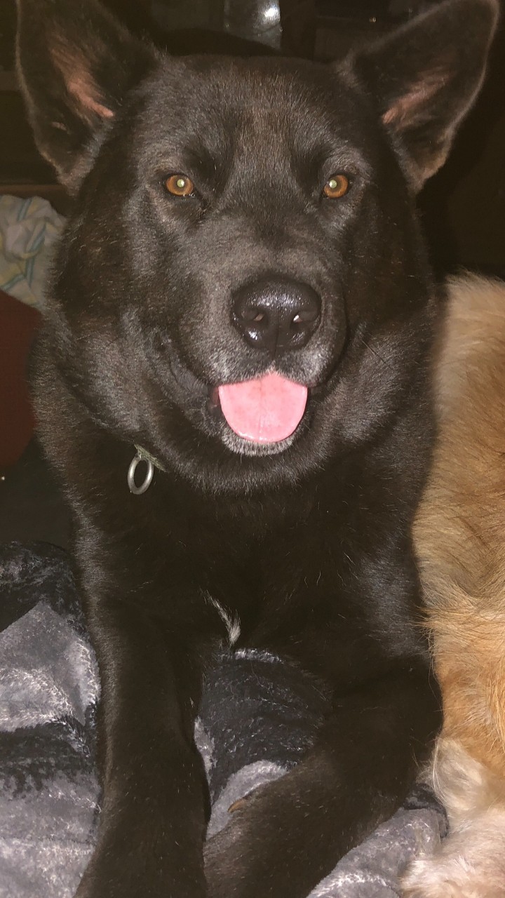 Пропала собака в Пскове — фото объявления