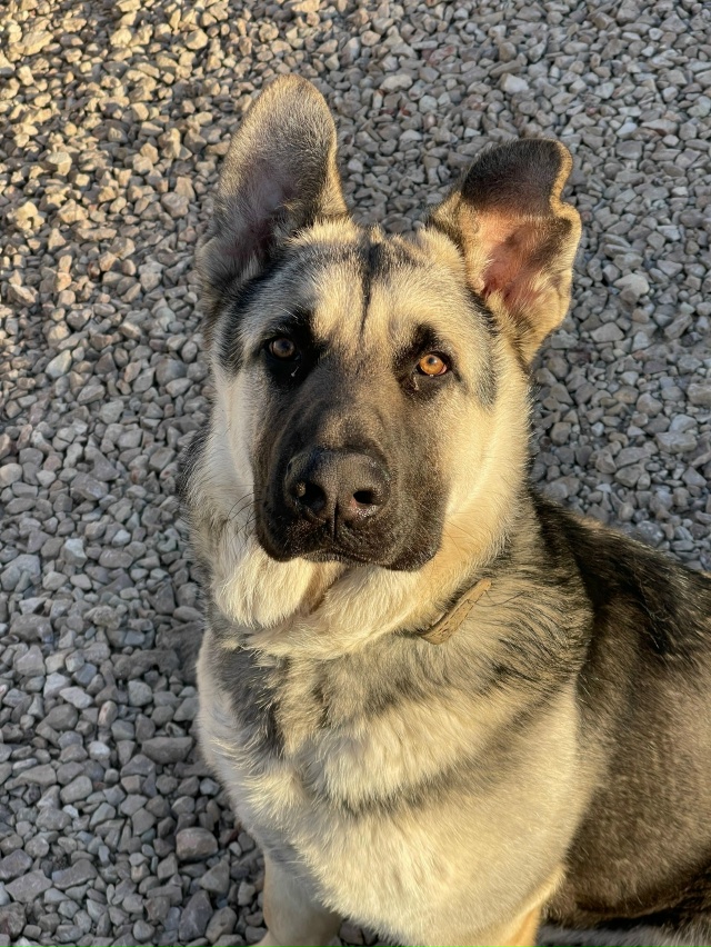 Пропала собака в Пскове — фото объявления