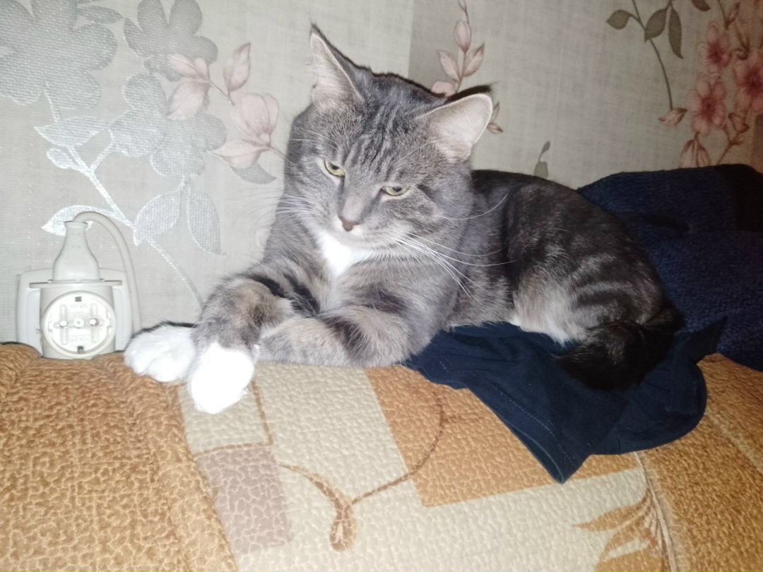 Пропала кошка в Пскове — фото объявления