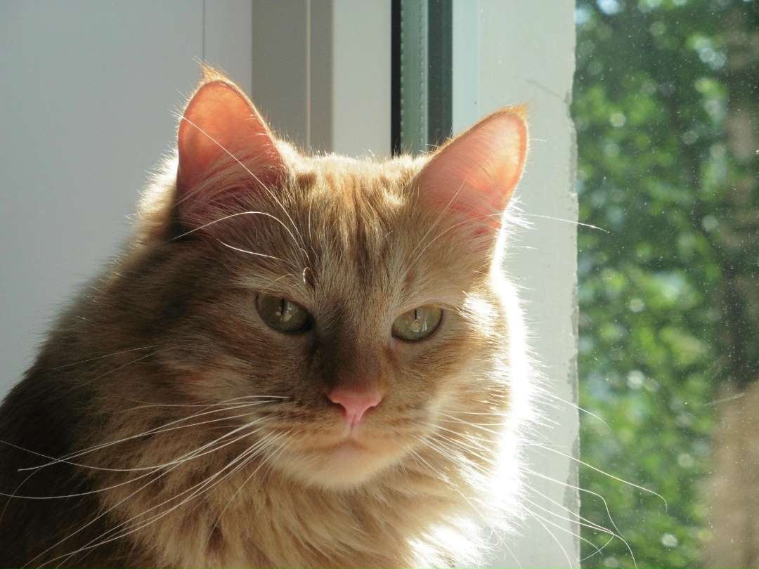 Пропала кошка в Пскове — фото объявления