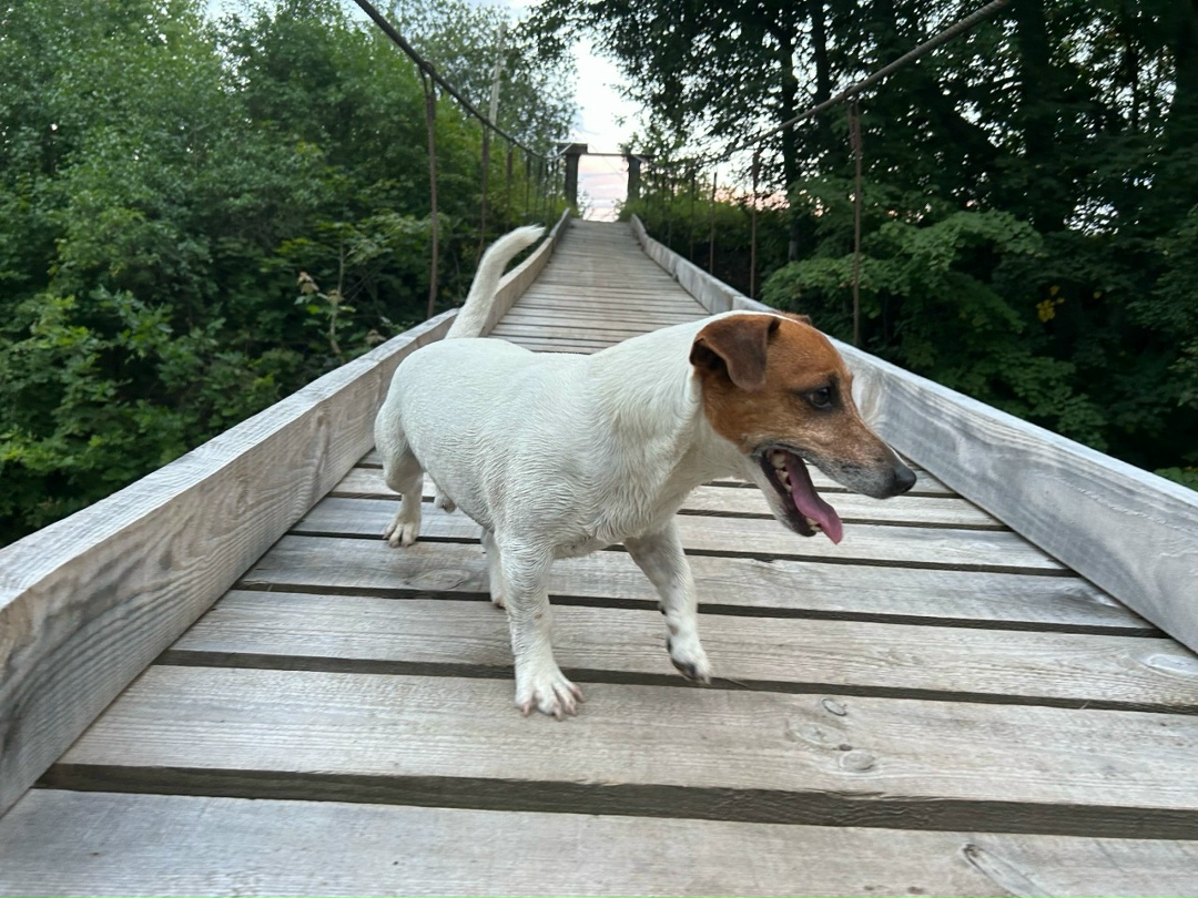 Пропала собака в Пскове — фото объявления