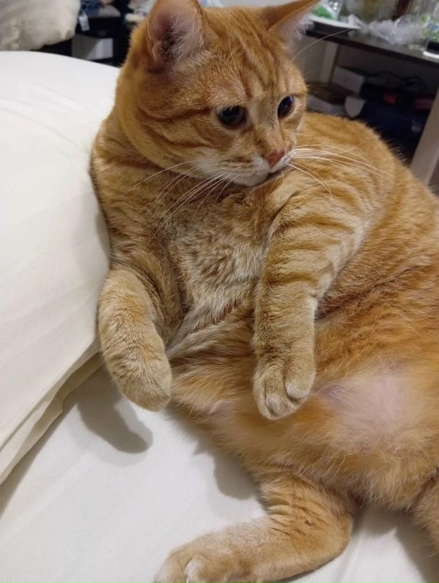 Пропала кошка в Пскове — фото объявления