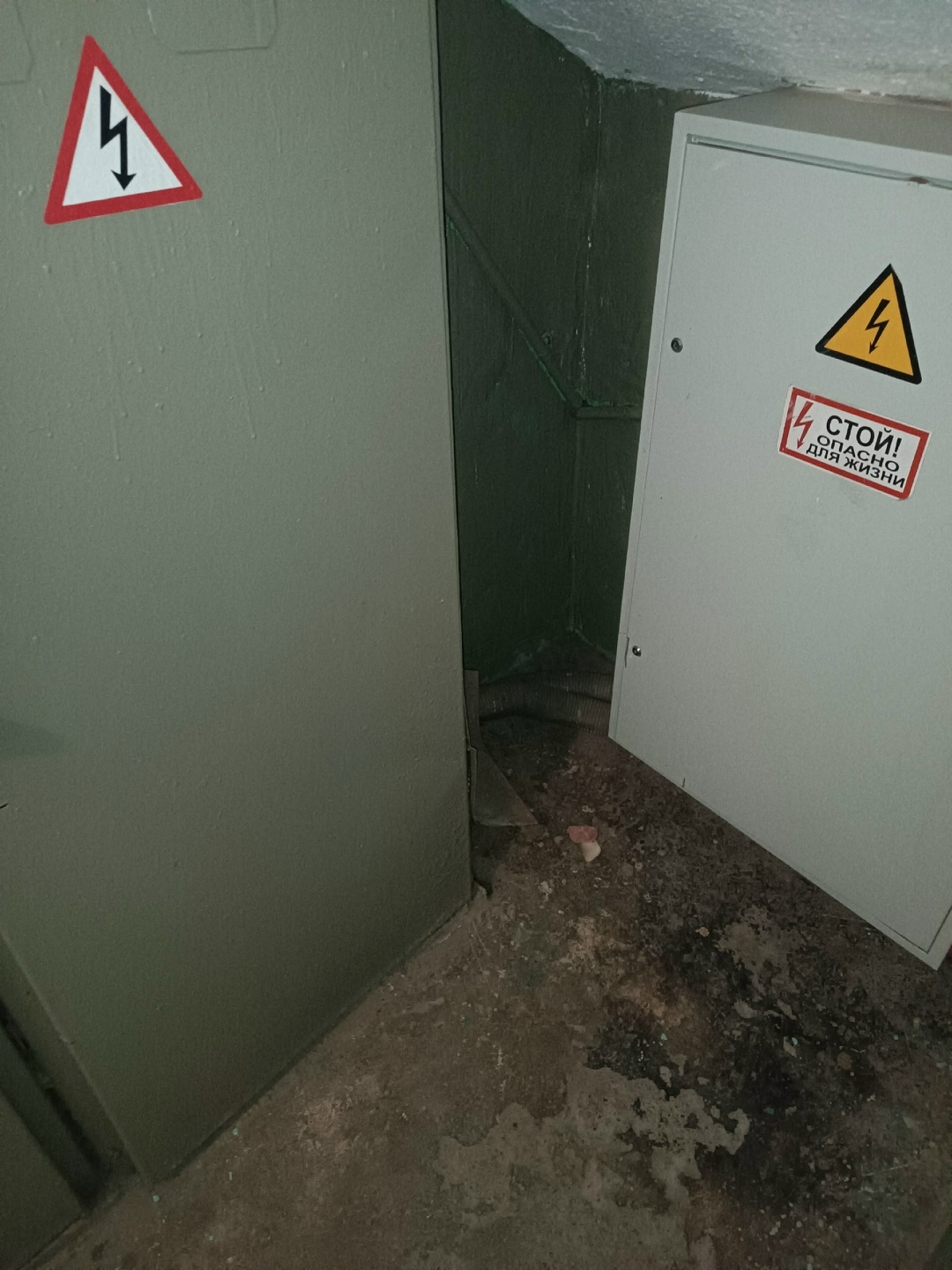 Пропала собака в Магнитогорске — фото объявления