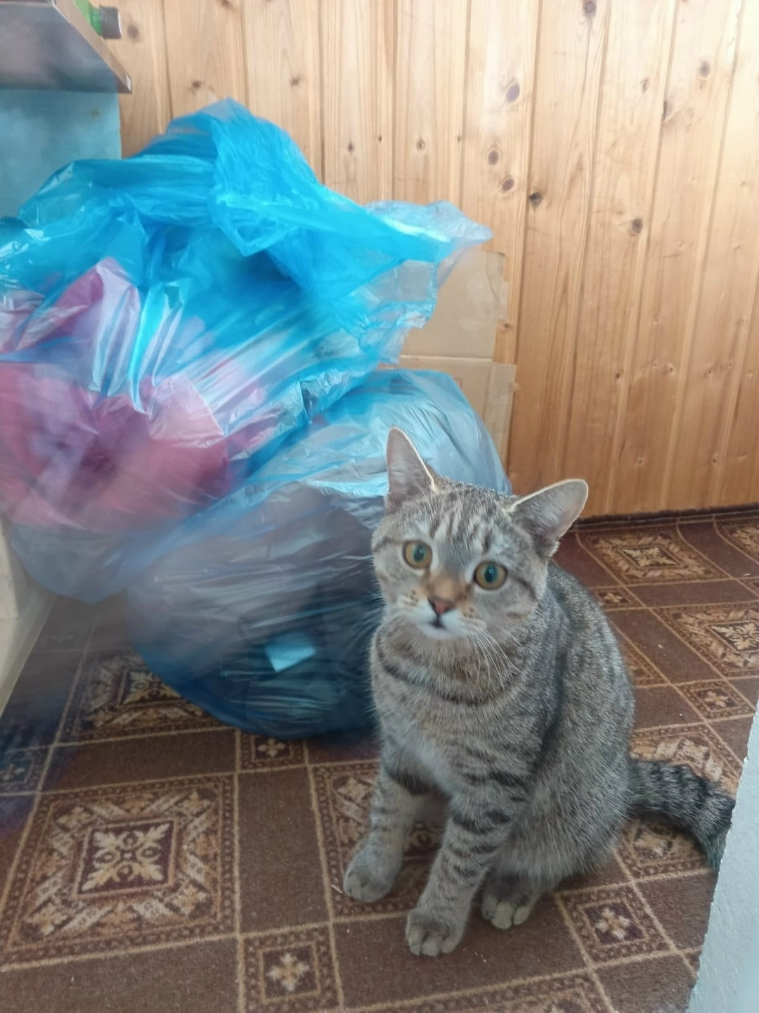 Найдена кошка в Магнитогорске — фото объявления