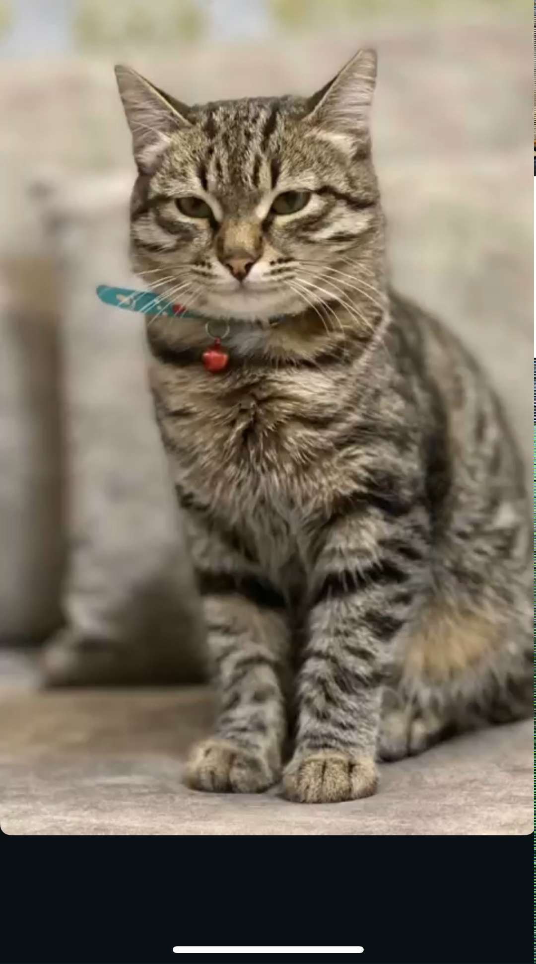 Пропала кошка в Магнитогорске — фото объявления