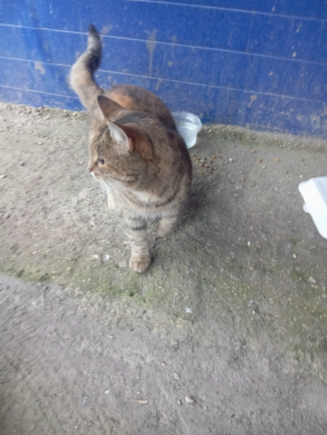 Найдена кошка в Магнитогорске — фото объявления