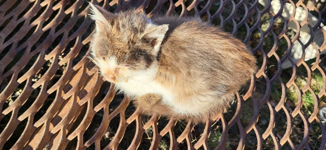 Найдена собака в Магнитогорске — фото объявления