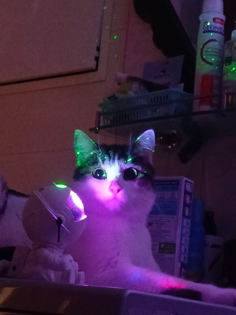 Пропала кошка в Магнитогорске — фото объявления