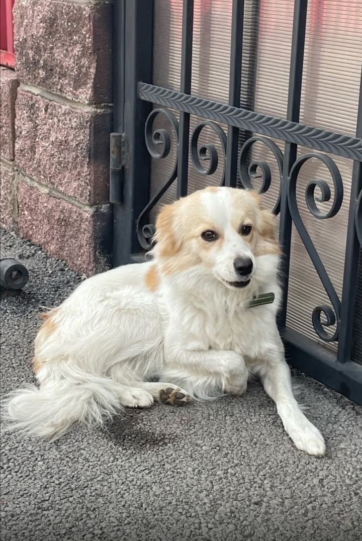 Пропала собака в Магнитогорске — фото объявления