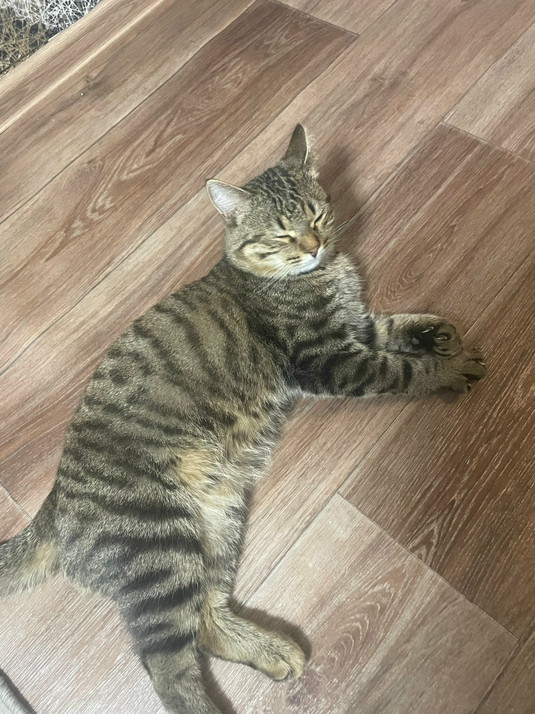 Найдена кошка в Магнитогорске — фото объявления