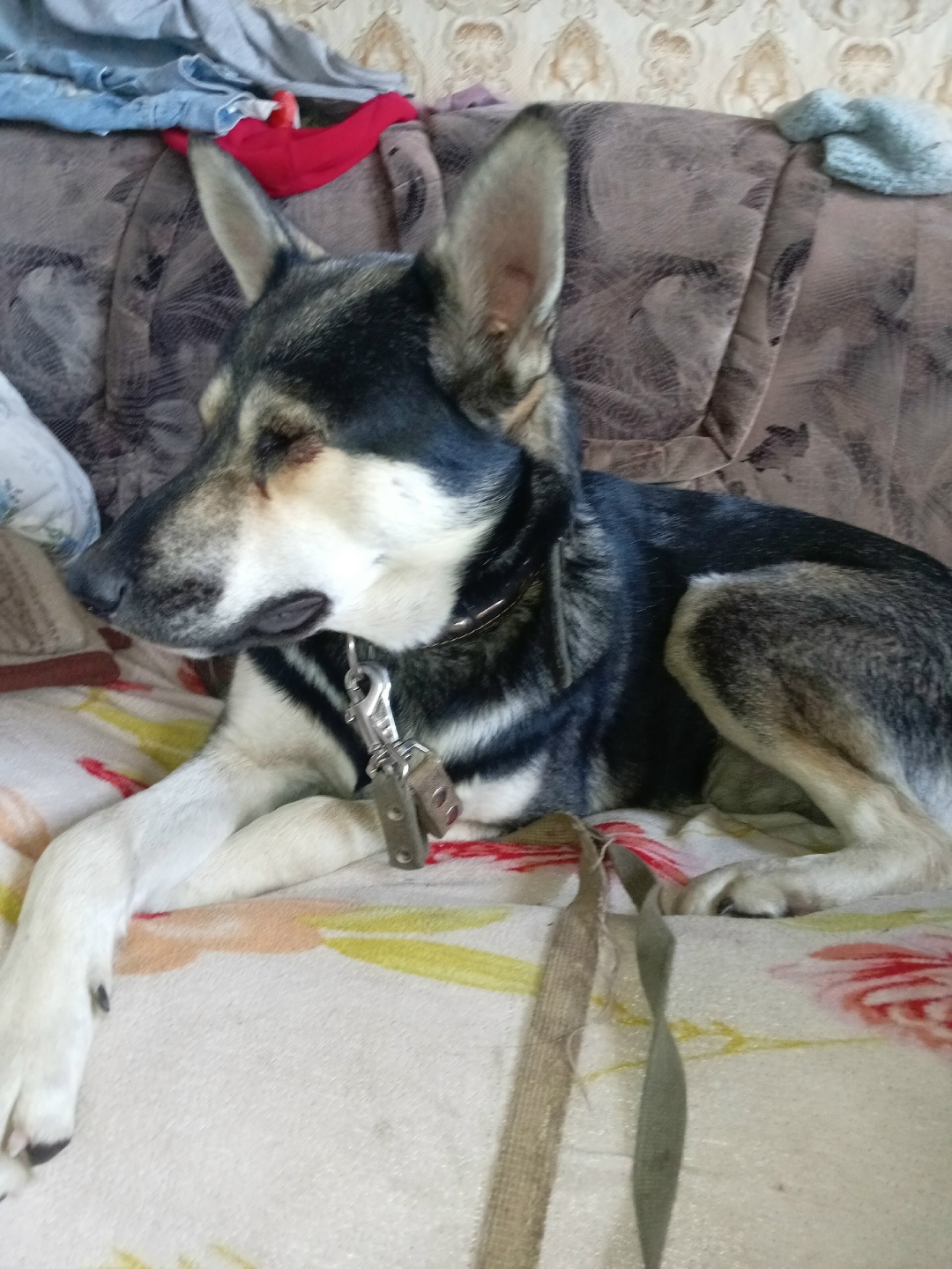 Пропала собака в Магнитогорске — фото объявления