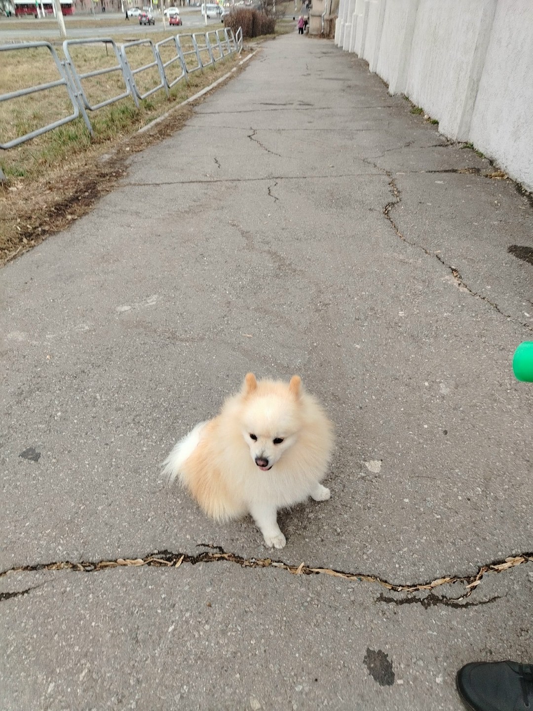 Найдена собака в Магнитогорске — фото объявления