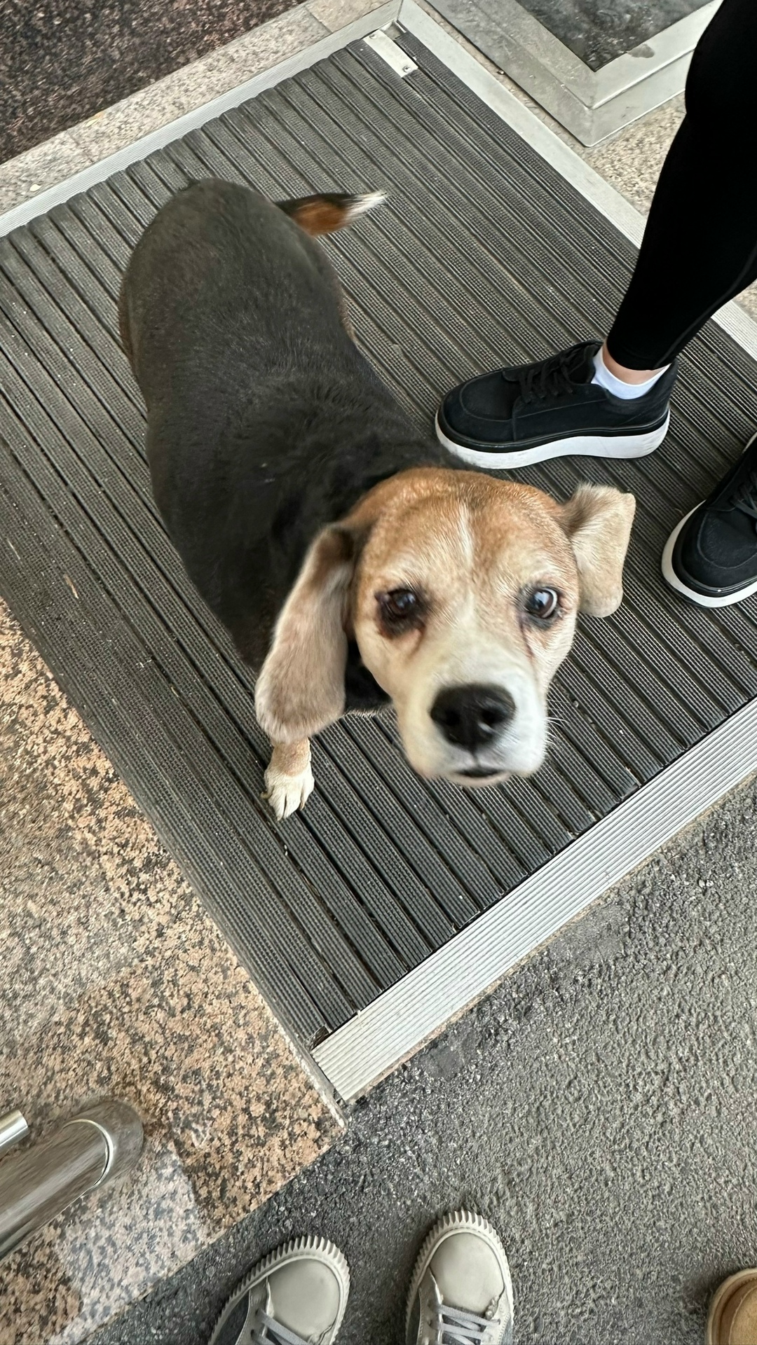 Найдена собака в Магнитогорске — фото объявления