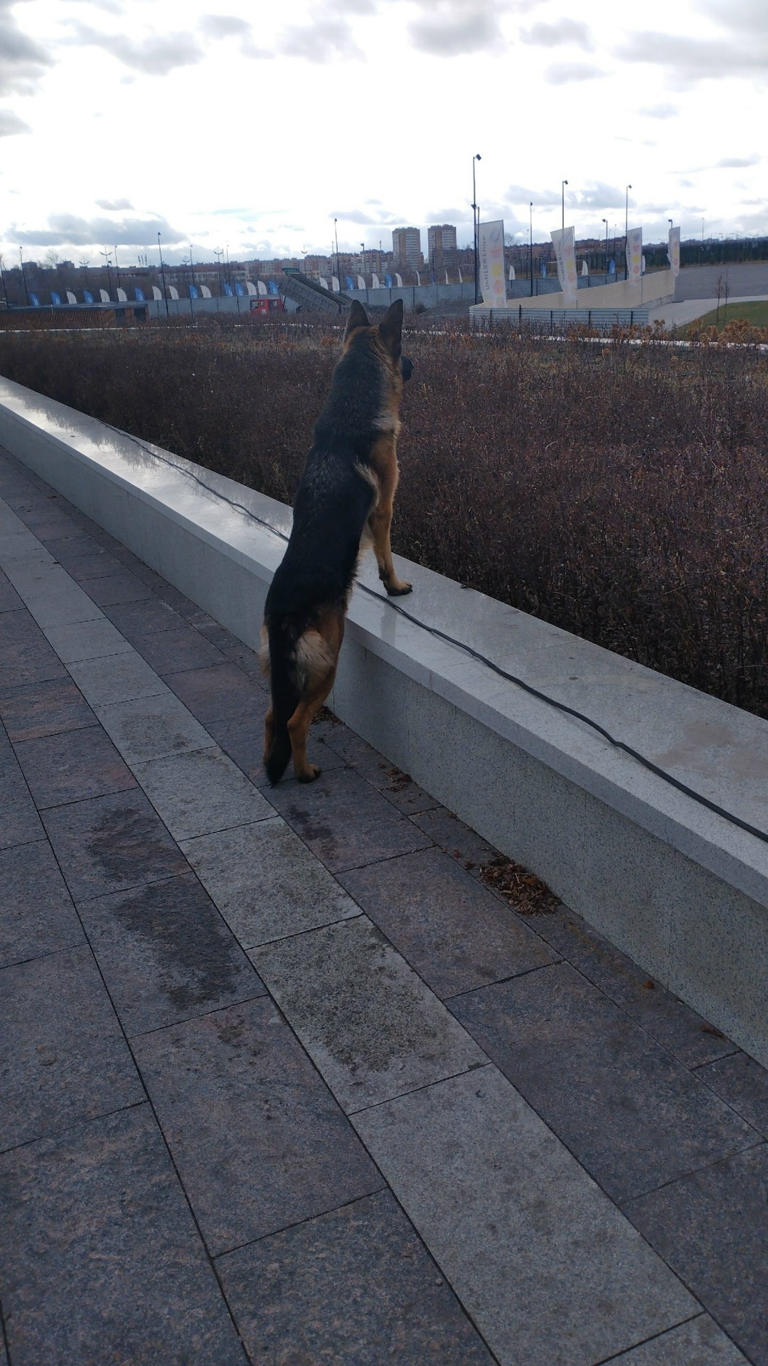 Найдена собака в Магнитогорске — фото объявления