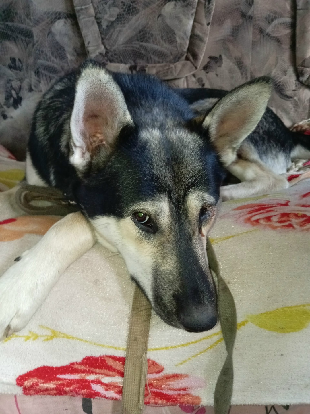 Пропала собака в Магнитогорске — фото объявления