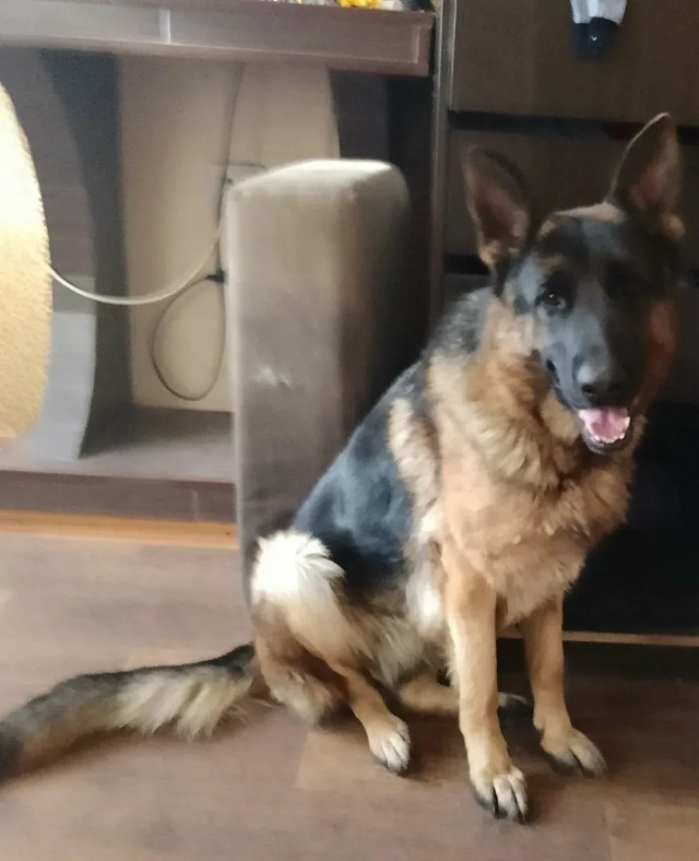 Найдена собака в Магнитогорске — фото объявления