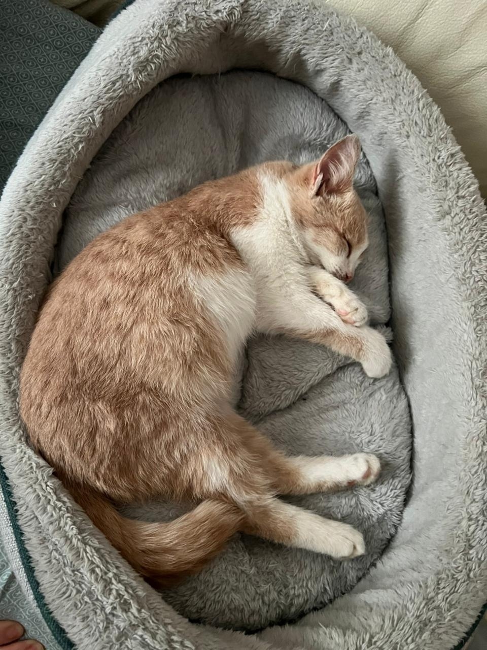 Найдена кошка в Магнитогорске — фото объявления