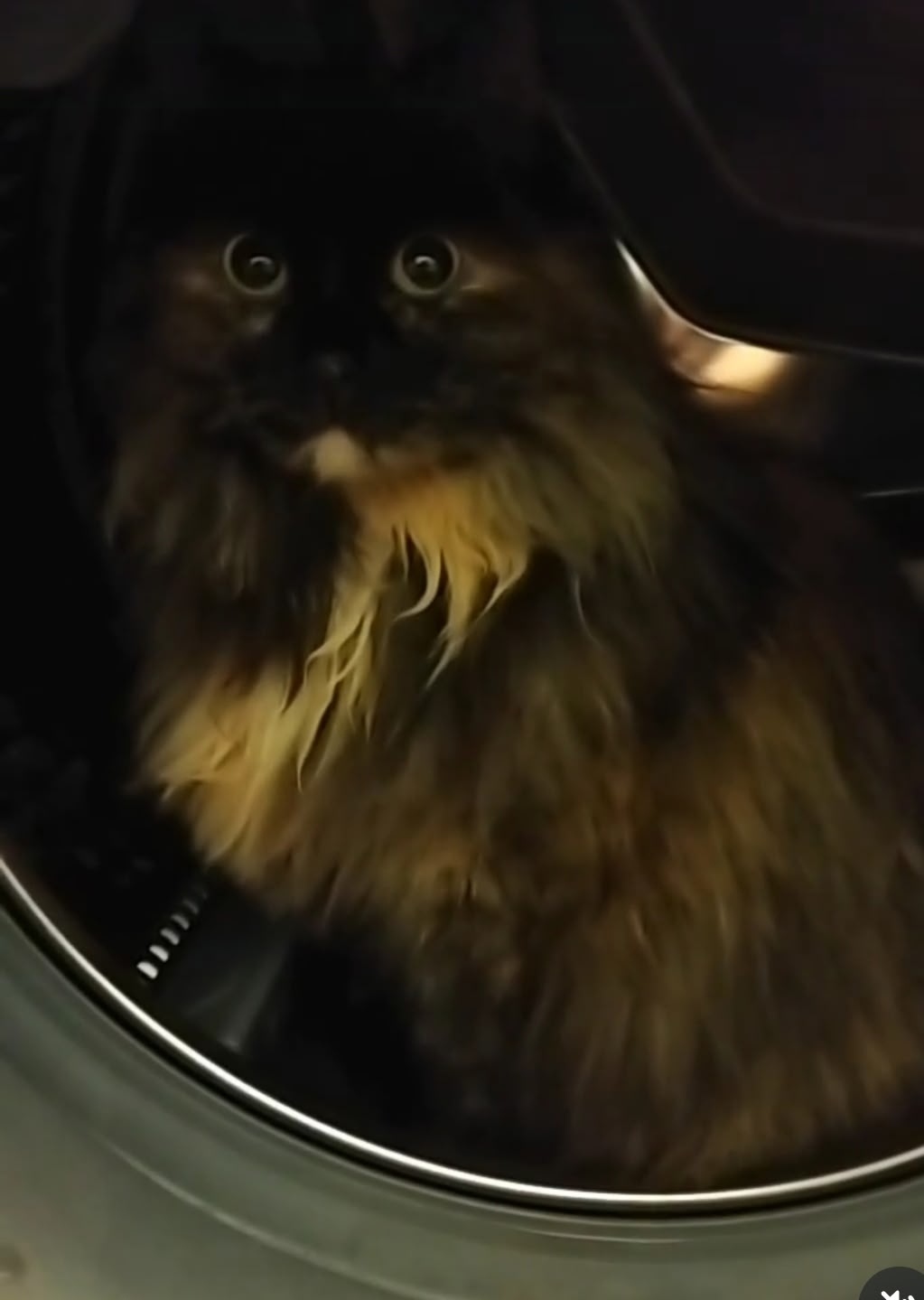 Пропала кошка в Магнитогорске — фото объявления