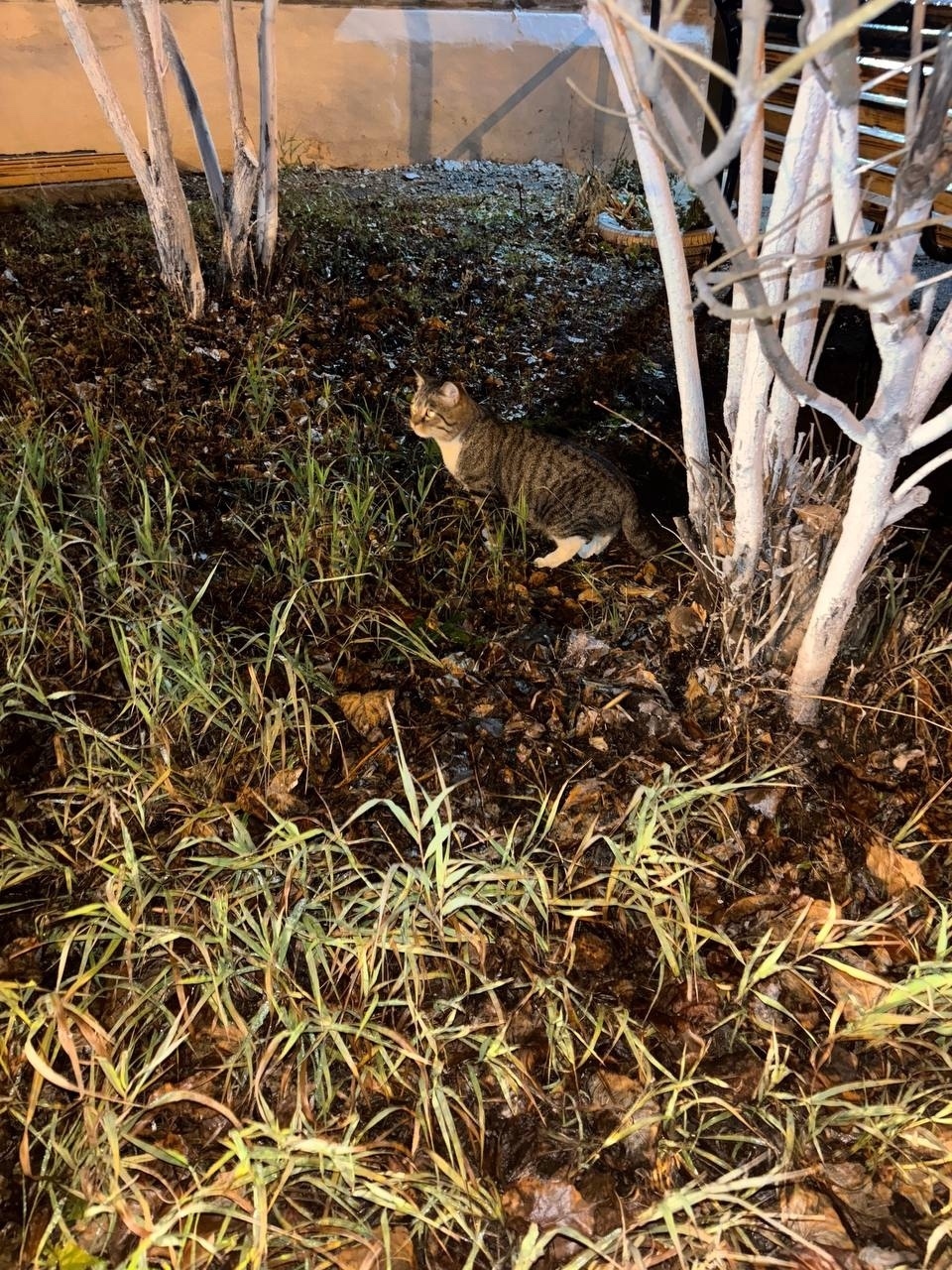 Найдена кошка в Магнитогорске — фото объявления